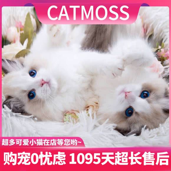Catmoss国际血统布偶猫舍(莲花路店):上海城区闵行区万源城/东兰路附近