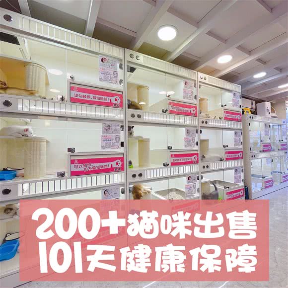 百帕·拼猫猫·布偶缅因金渐层矮脚猫舍(龙茗路店):上海城区闵行区万源城/东兰路附近