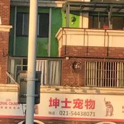 坤士宠物:上海城区闵行区春申地区附近