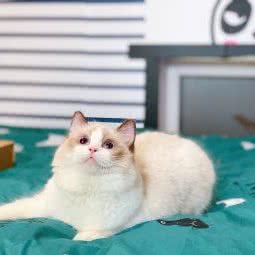 CFA纯正血统布偶缅因猫舍:上海城区闵行区春申地区附近
