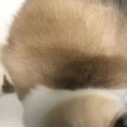 窝宠宠物店:上海城区闵行区虹桥火车站/机场附近