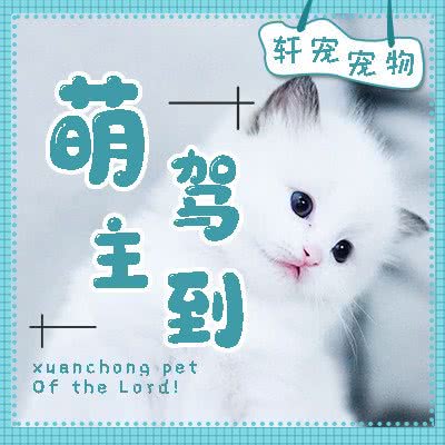 轩宠宠物:上海城区闵行区虹桥火车站/机场附近