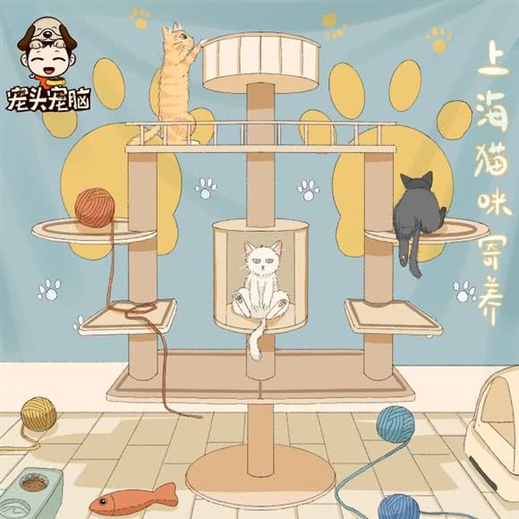 宠头宠脑?猫咪生活酒店:上海城区闵行区颛桥/北桥附近