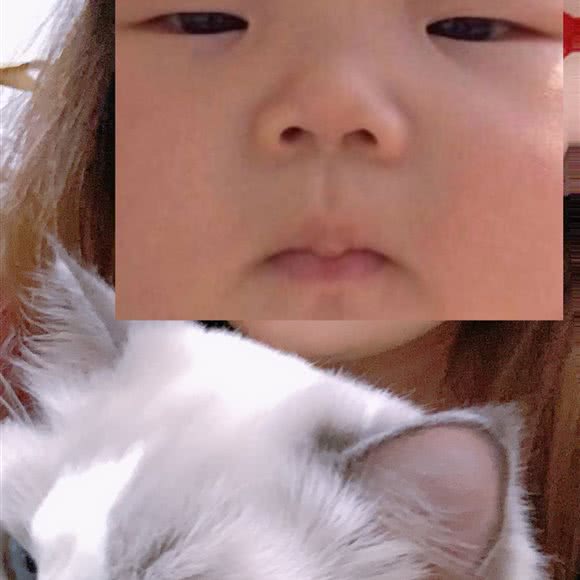 mumu&cfa专业布偶 布偶猫后花园:上海城区闵行区华漕附近