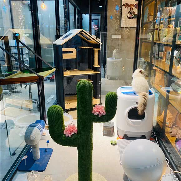 PETKIT小佩宠物(宝杨店):上海城区宝山区宝山城区/吴淞附近
