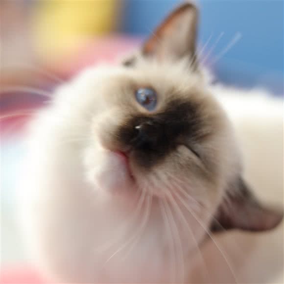 Misskitty 撸猫·猫咪·饮品·桌游:上海城区宝山区宝山城区/吴淞附近