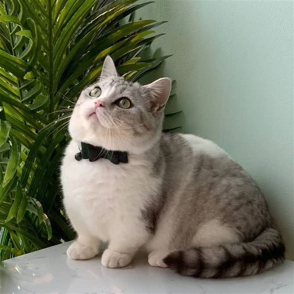 嗜宠.猫舍.猫咖:上海城区宝山区庙行/共康附近