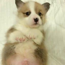 家养专业繁殖柯基柴犬宝宝:上海城区宝山区通河/泗塘附近