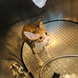 Lido Pet 这里有宠物(菊联店):上海城区宝山区顾村公园附近