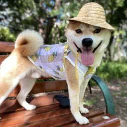 御宠 Pet Lovers Salon:上海城区宝山区顾村公园附近