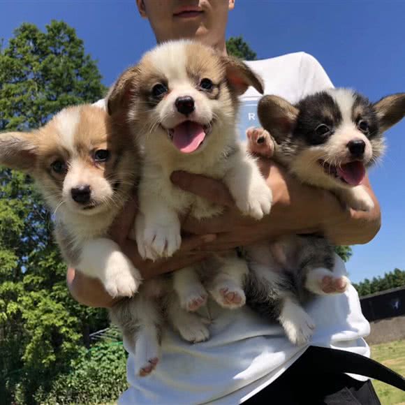 萌比柯基柴犬活体专卖社:上海城区宝山区顾村公园附近