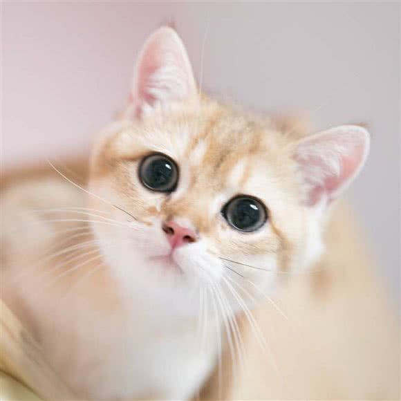 MeowSAMA喵酱猫咖·猫舍·购宠生活馆:上海城区宝山区顾村公园附近