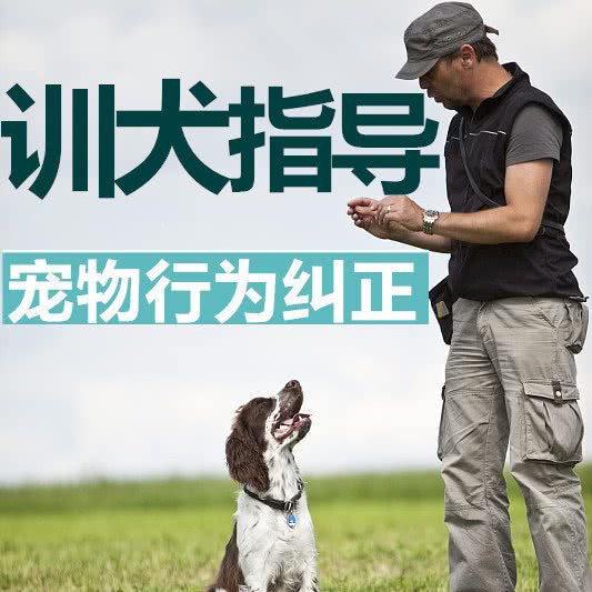 开心宠物寄养训练狗狗学校:上海城区宝山区美兰湖附近