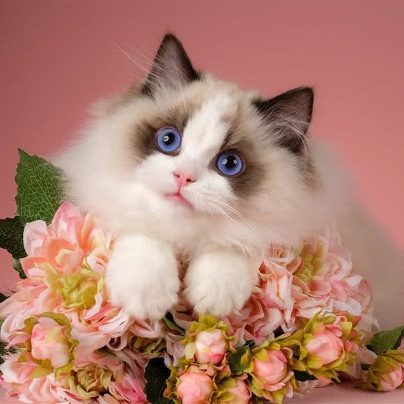 Pocket Cat·英短布偶猫舍(美兰湖店):上海城区宝山区美兰湖附近