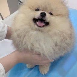 彩虹博美犬舍:上海城区宝山区美兰湖附近