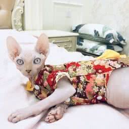 lucky喵 无毛猫猫舍:上海城区宝山区美兰湖附近