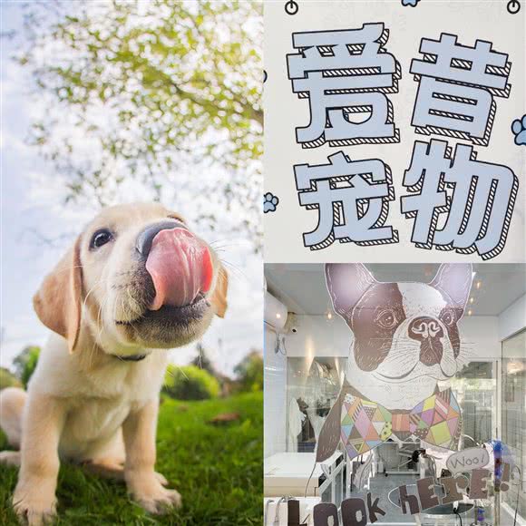 爱昔宠物:上海城区宝山区上海大学附近