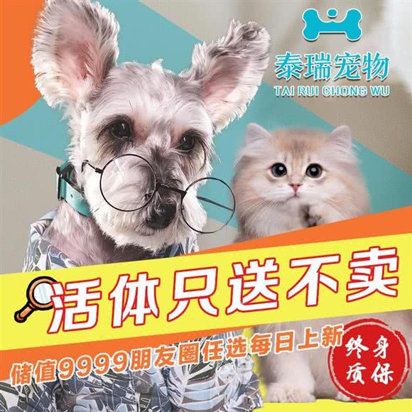 泰瑞宠物:上海城区宝山区上海大学附近
