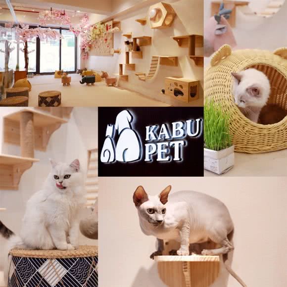 KABU PET日式宠物生活馆·撸猫馆:上海城区宝山区淞南附近