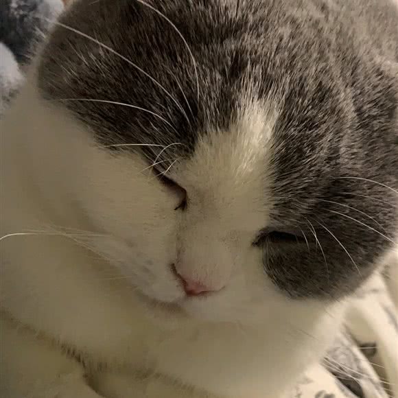 滚滚猫咪寄养上门喂猫(宝山店):上海城区宝山区淞南附近
