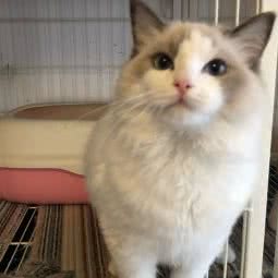 PETMEW名猫馆:上海城区宝山区杨行镇附近