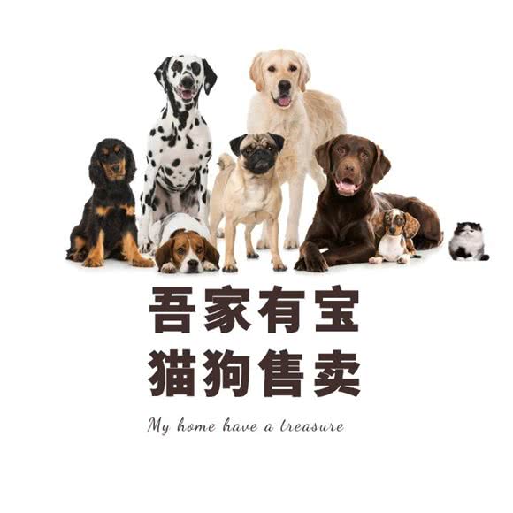 吾家有宝·猫狗专卖(宝山店):上海城区宝山区宝山万达广场附近