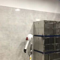 莎莎狗狗:上海城区嘉定区嘉定镇附近