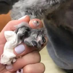 乔巴萌宠乐园:上海城区嘉定区嘉定镇附近