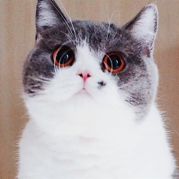 神奇的猫小咖·猫舍繁育人:上海城区嘉定区嘉定镇附近