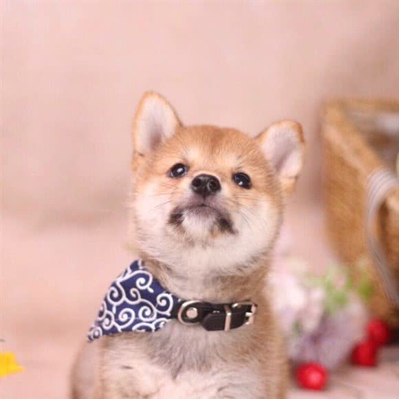 汪汪柴犬精品专卖社:上海城区嘉定区梅川路步行街附近