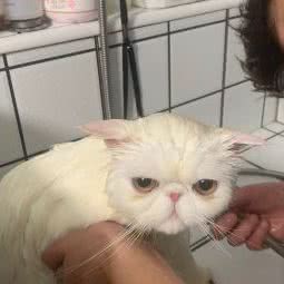 豆丸宠物:上海城区嘉定区南翔附近