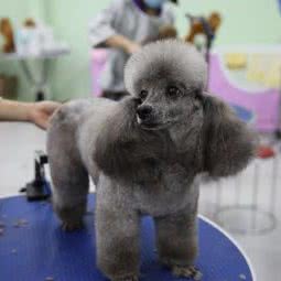 派多格宠物:上海城区嘉定区南翔附近