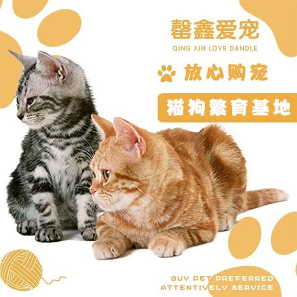 罄鑫爱宠:上海城区嘉定区南翔附近
