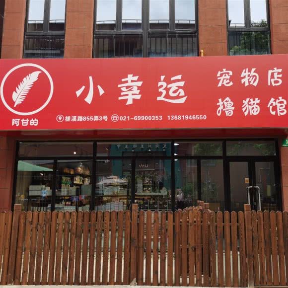 阿甘的小幸运宠物店?撸猫馆:上海城区嘉定区南翔附近