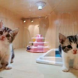 娇娇精品猫舍:上海城区嘉定区南翔附近