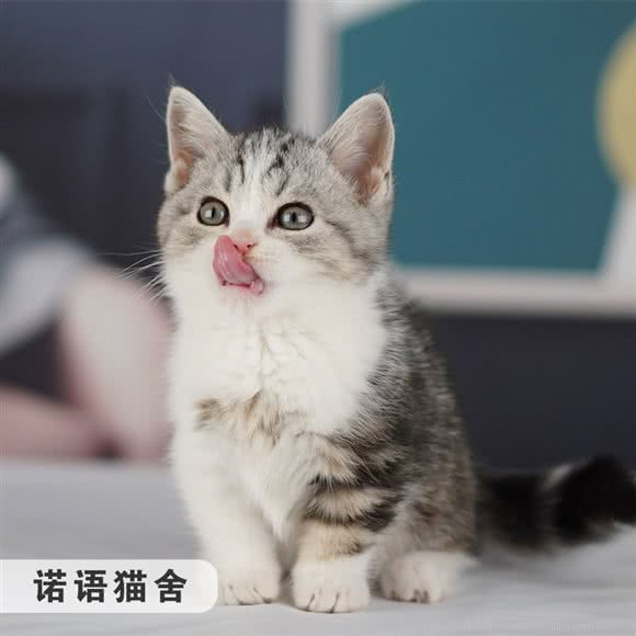 诺语猫舍·猫咪专售:上海城区嘉定区安亭镇附近