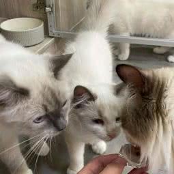 主子驾到 猫咪生活馆:上海城区嘉定区江桥附近
