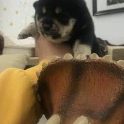 家养柯基柴犬:上海城区嘉定区江桥附近