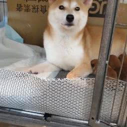 叮当柴犬屋:上海城区嘉定区江桥附近