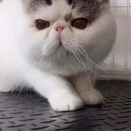 cfa崽窝窝猫舍:上海城区嘉定区江桥附近