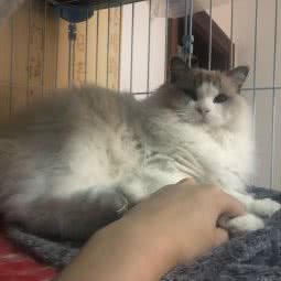 田田布偶猫猫舍:上海城区嘉定区马陆镇附近