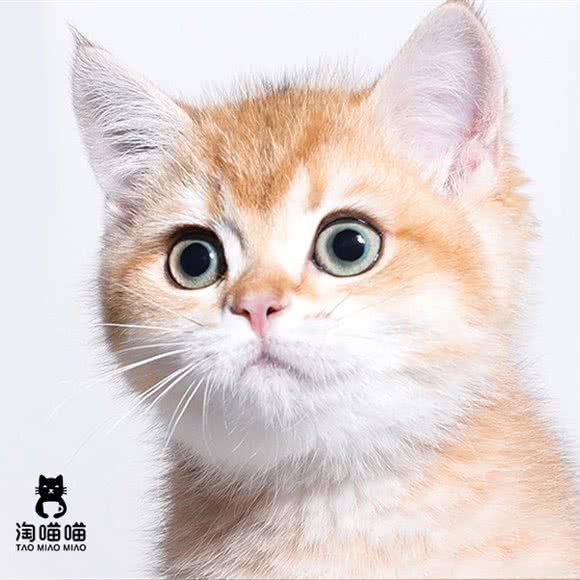 淘喵喵·猫舍·猫咪专售连锁店(普陀店):上海城区嘉定区丰庄附近