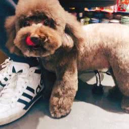 PETKIT小佩宠物(同普店):上海城区嘉定区丰庄附近
