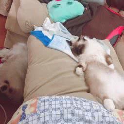 PETKIT小佩宠物(靖边店):上海城区嘉定区丰庄附近