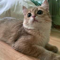 叮当猫小宠猫舍宠物寄养:上海城区嘉定区嘉定新城附近