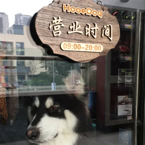 Hope Dog 宠萌帮:上海城区嘉定区嘉定新城附近