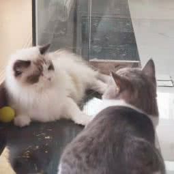 来福家的喵·猫舍:上海城区嘉定区嘉定新城附近