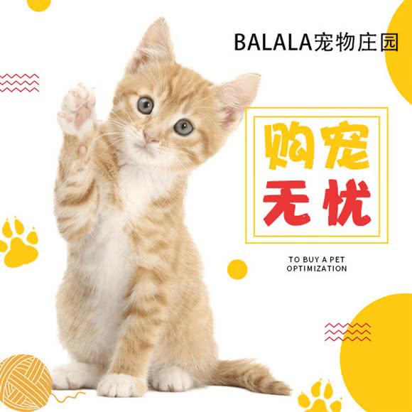 BALALA宠物庄园?猫狗售卖:上海城区浦东新区陆家嘴附近