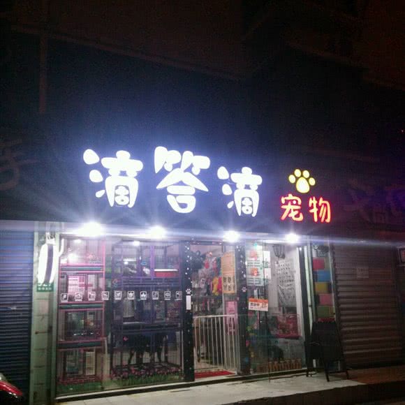 滴答滴宠物狗:上海城区浦东新区金桥附近