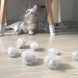 大猫公馆 猫咪寄养:上海城区浦东新区金桥附近